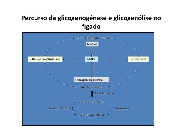 Percurso da glicogenogênese e glicogenólise no fígado 