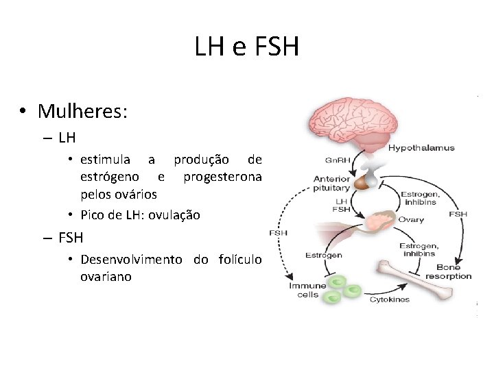 LH e FSH • Mulheres: – LH • estimula a produção de estrógeno e