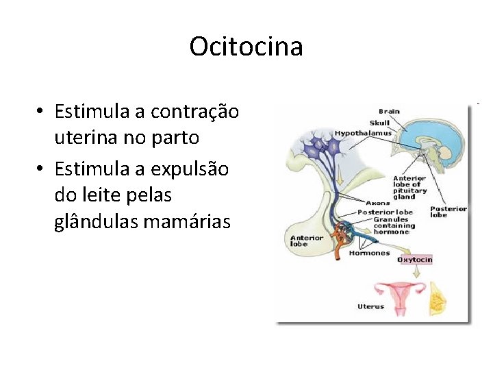 Ocitocina • Estimula a contração uterina no parto • Estimula a expulsão do leite