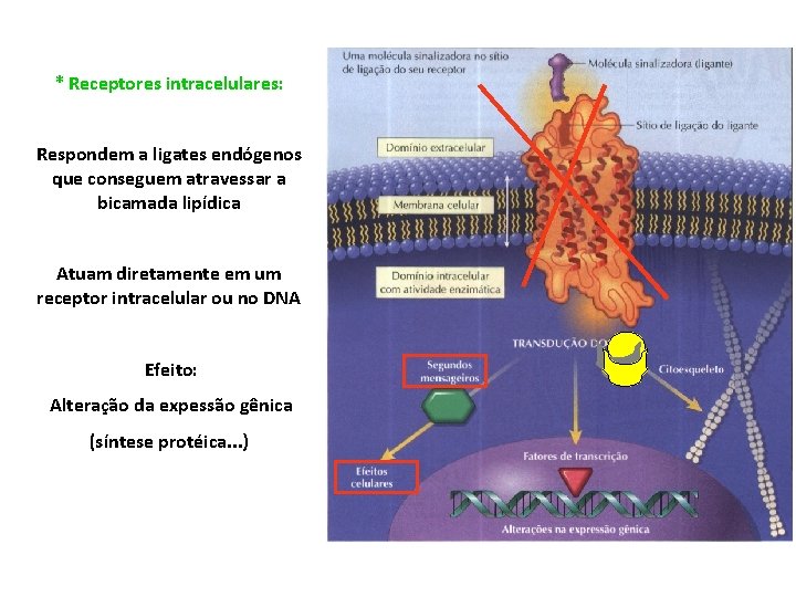 * Receptores intracelulares: Respondem a ligates endógenos que conseguem atravessar a bicamada lipídica Atuam