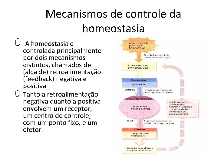 Mecanismos de controle da homeostasia Û A homeostasia é controlada principalmente por dois mecanismos