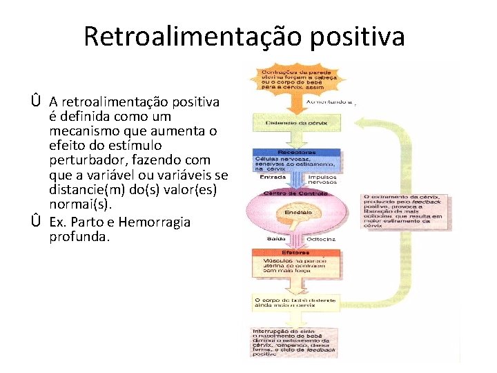 Retroalimentação positiva Û A retroalimentação positiva é definida como um mecanismo que aumenta o