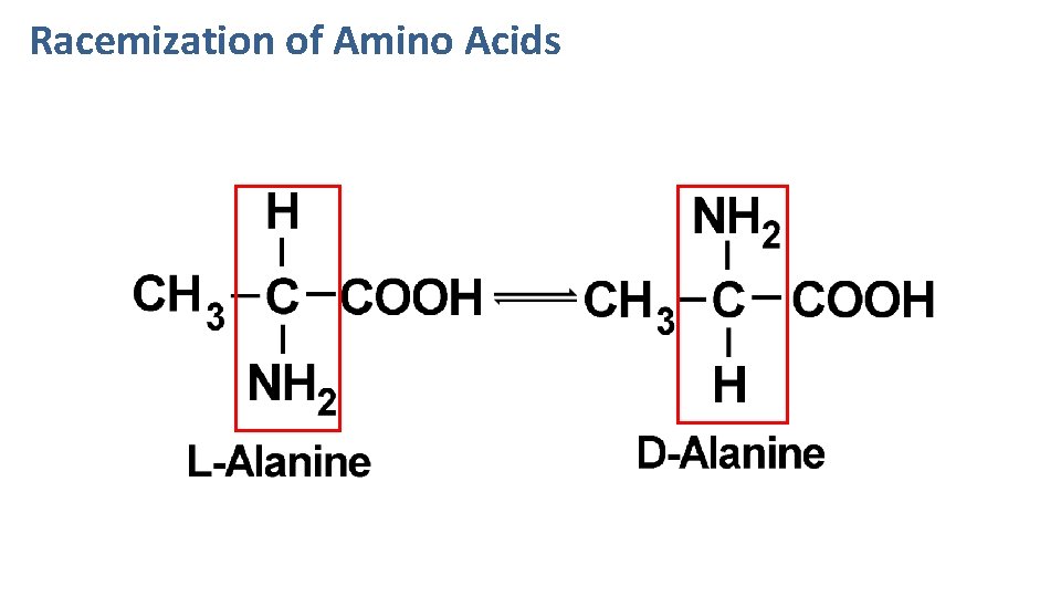 Racemization of Amino Acids 