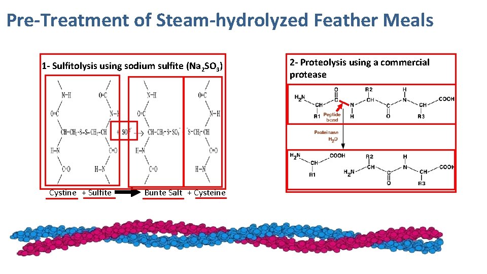 Pre-Treatment of Steam-hydrolyzed Feather Meals 1 - Sulfitolysis using sodium sulfite (Na 2 SO