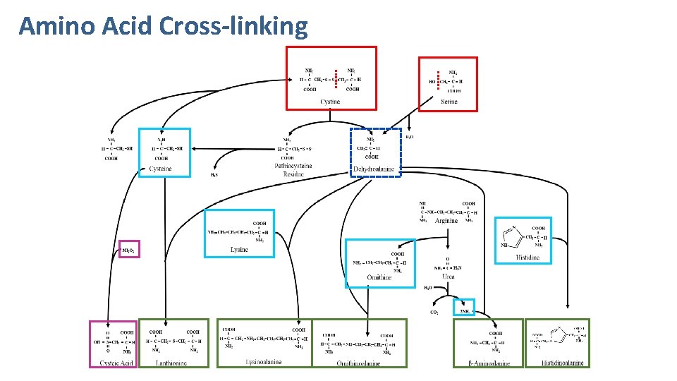 Amino Acid Cross-linking 