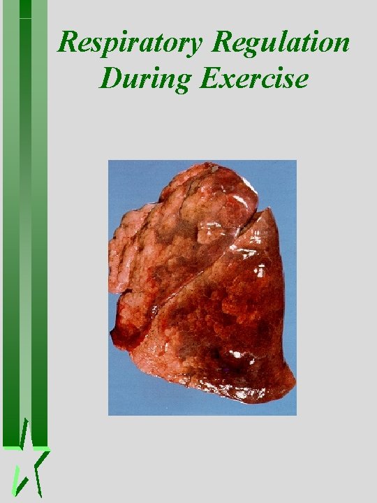 Respiratory Regulation During Exercise Respiratory Regulation During Exercise