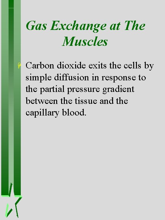 Gas Exchange at The Muscles H Carbon dioxide exits the cells by simple diffusion Gas Exchange at The Muscles H Carbon dioxide exits the cells by simple diffusion
