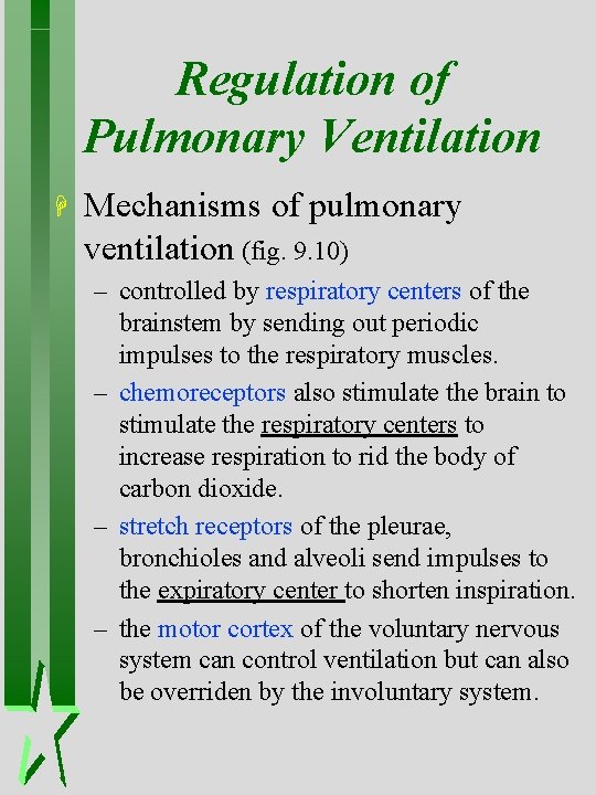 Regulation of Pulmonary Ventilation H Mechanisms of pulmonary ventilation (fig. 9. 10) – controlled Regulation of Pulmonary Ventilation H Mechanisms of pulmonary ventilation (fig. 9. 10) – controlled