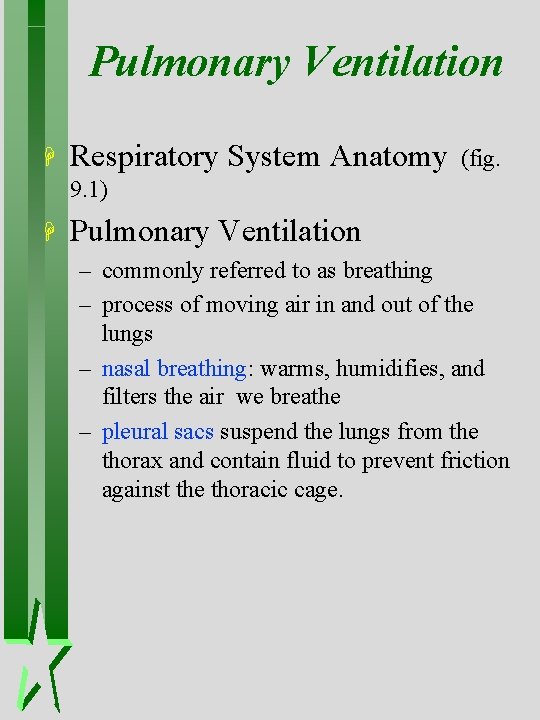 Pulmonary Ventilation H Respiratory System Anatomy (fig. 9. 1) H Pulmonary Ventilation – commonly Pulmonary Ventilation H Respiratory System Anatomy (fig. 9. 1) H Pulmonary Ventilation – commonly