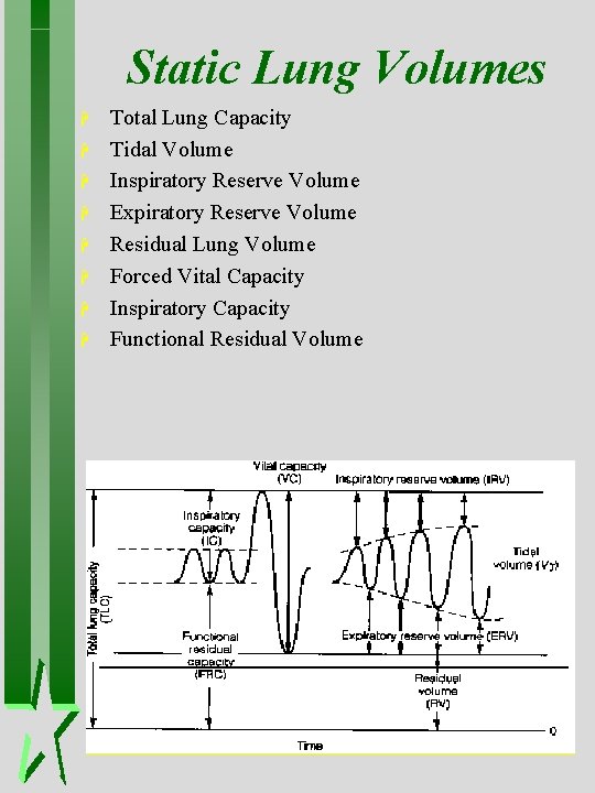 Static Lung Volumes H H H H Total Lung Capacity Tidal Volume Inspiratory Reserve Static Lung Volumes H H H H Total Lung Capacity Tidal Volume Inspiratory Reserve