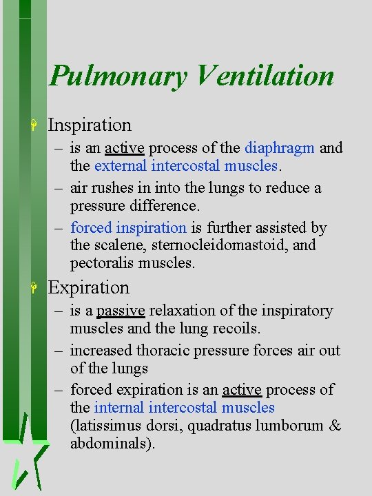 Pulmonary Ventilation H Inspiration – is an active process of the diaphragm and the Pulmonary Ventilation H Inspiration – is an active process of the diaphragm and the