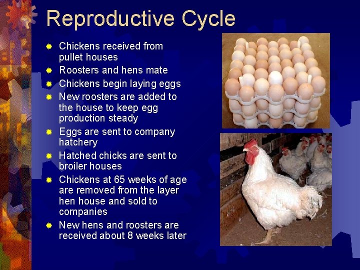 Reproductive Cycle ® ® ® ® Chickens received from pullet houses Roosters and hens