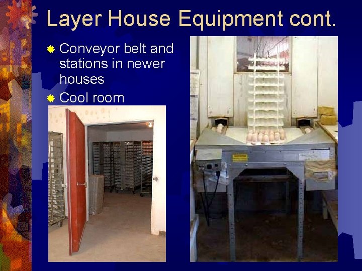 Layer House Equipment cont. ® Conveyor belt and stations in newer houses ® Cool