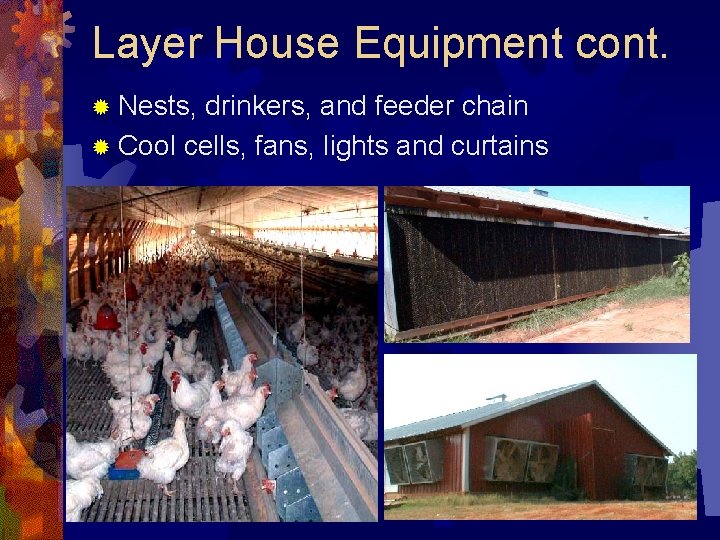 Layer House Equipment cont. ® Nests, drinkers, and feeder chain ® Cool cells, fans,