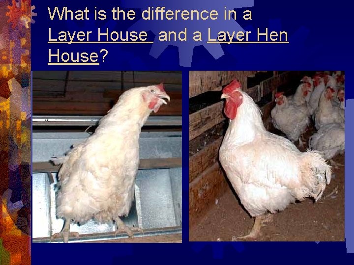 What is the difference in a Layer House and a Layer Hen House? 