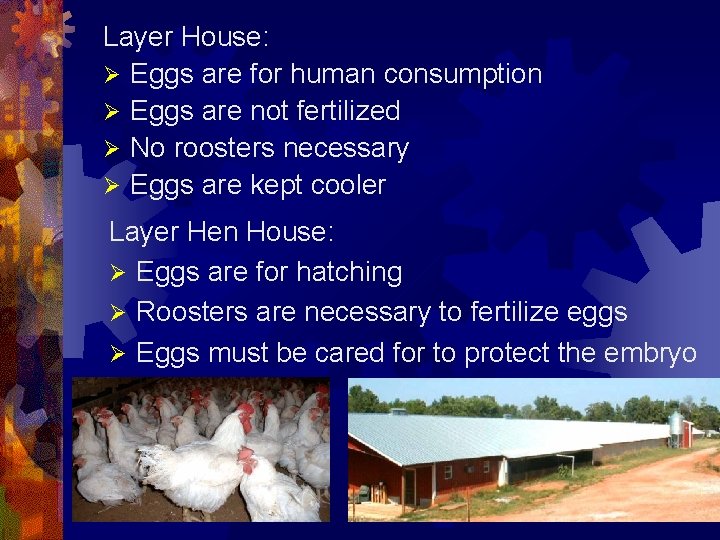 Layer House: Ø Eggs are for human consumption Ø Eggs are not fertilized Ø