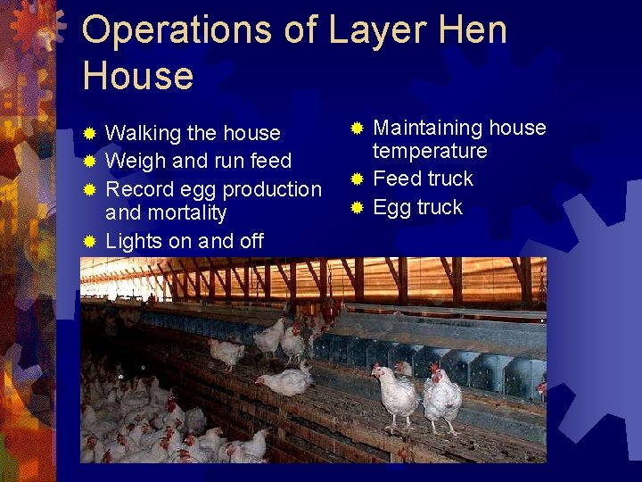 Operations of Layer Hen House Walking the house ® Weigh and run feed ®