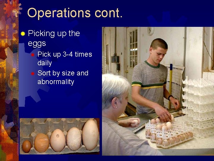 Operations cont. ® Picking up the eggs Pick up 3 -4 times daily ®