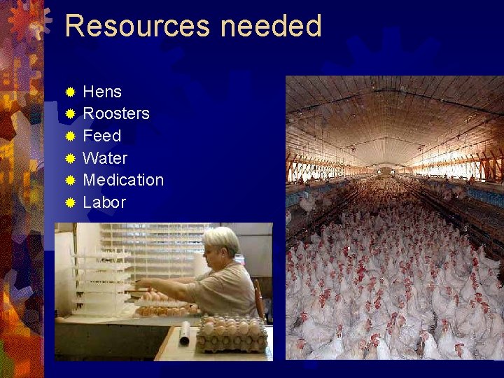 Resources needed ® ® ® Hens Roosters Feed Water Medication Labor 