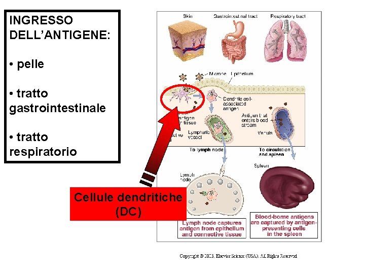 INGRESSO DELL’ANTIGENE: • pelle • tratto gastrointestinale • tratto respiratorio Cellule dendritiche (DC) 