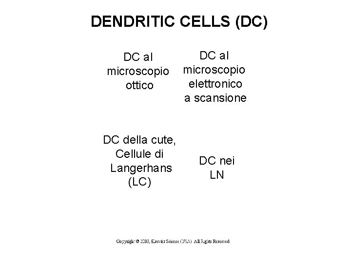 DENDRITIC CELLS (DC) DC al microscopio ottico DC della cute, Cellule di Langerhans (LC)