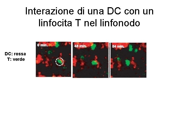 Interazione di una DC con un linfocita T nel linfonodo DC: rossa T: verde