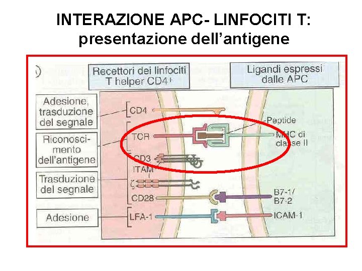 INTERAZIONE APC- LINFOCITI T: presentazione dell’antigene 