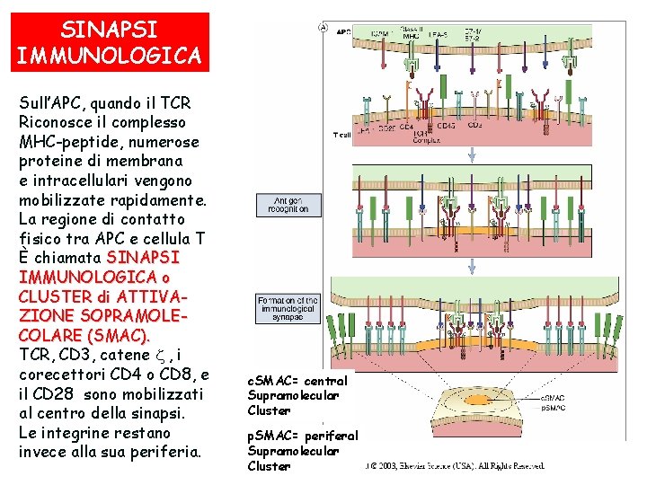 SINAPSI IMMUNOLOGICA Sull’APC, quando il TCR Riconosce il complesso MHC-peptide, numerose proteine di membrana