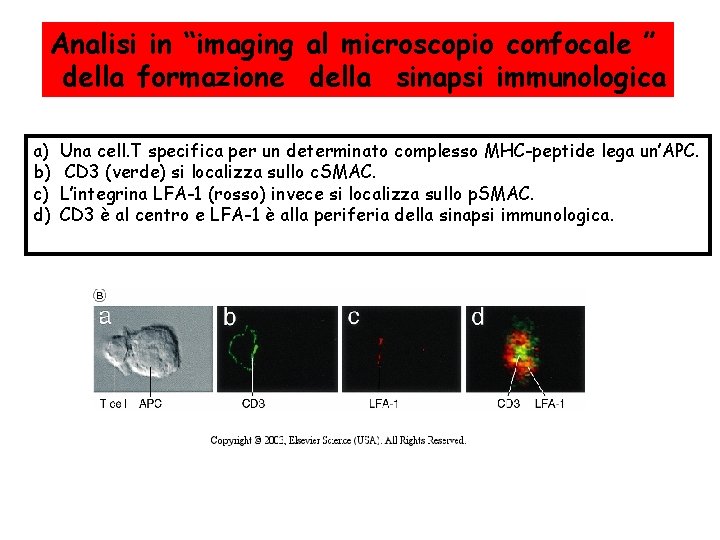 Analisi in “imaging al microscopio confocale ” della formazione della sinapsi immunologica a) b)