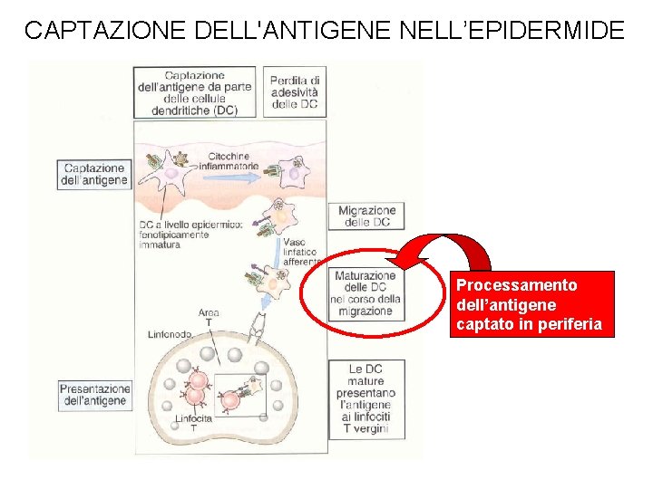 CAPTAZIONE DELL'ANTIGENE NELL’EPIDERMIDE Processamento dell’antigene captato in periferia 