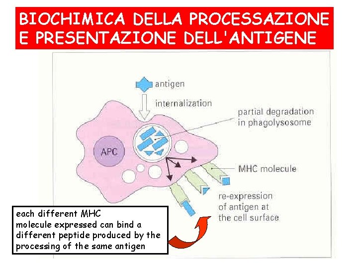 BIOCHIMICA DELLA PROCESSAZIONE E PRESENTAZIONE DELL'ANTIGENE each different MHC molecule expressed can bind a