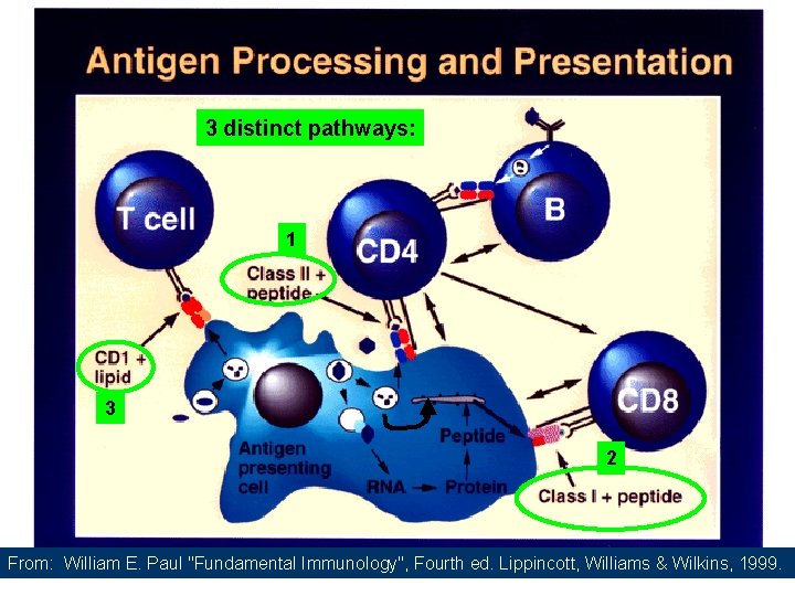 3 distinct pathways: 1 3 2 From: William E. Paul "Fundamental Immunology", Fourth ed.