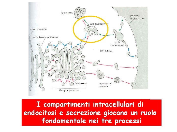 I compartimenti intracellulari di endocitosi e secrezione giocano un ruolo fondamentale nei tre processi