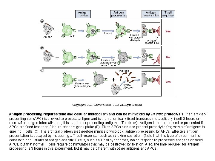 Antigen processing requires time and cellular metabolism and can be mimicked by in vitro