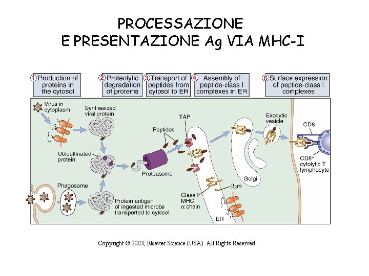 PROCESSAZIONE E PRESENTAZIONE Ag VIA MHC-I 