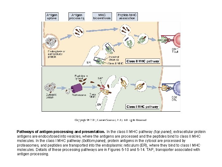 Pathways of antigen processing and presentation. In the class II MHC pathway (top panel),