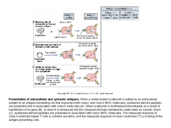 Presentation of extracellular and cytosolic antigens. When a model protein ovalbumin is added as