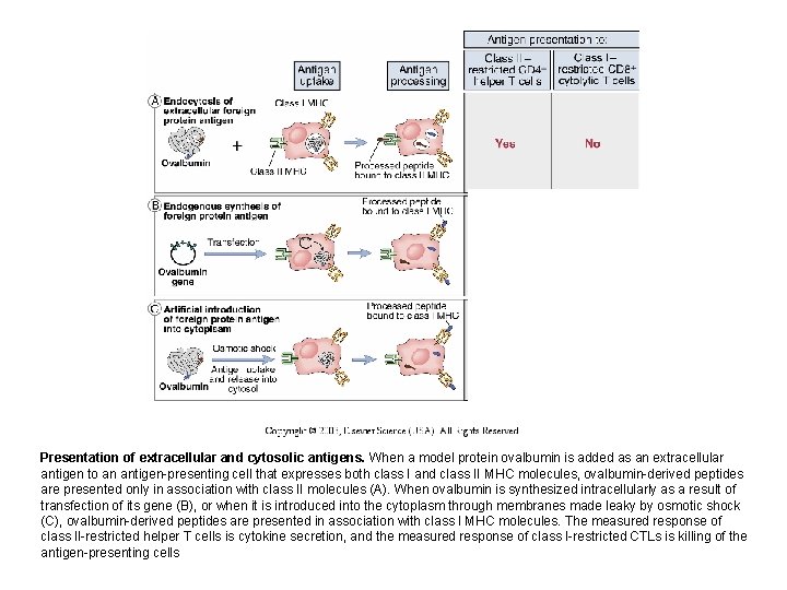 Presentation of extracellular and cytosolic antigens. When a model protein ovalbumin is added as