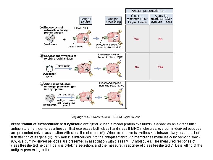 Presentation of extracellular and cytosolic antigens. When a model protein ovalbumin is added as