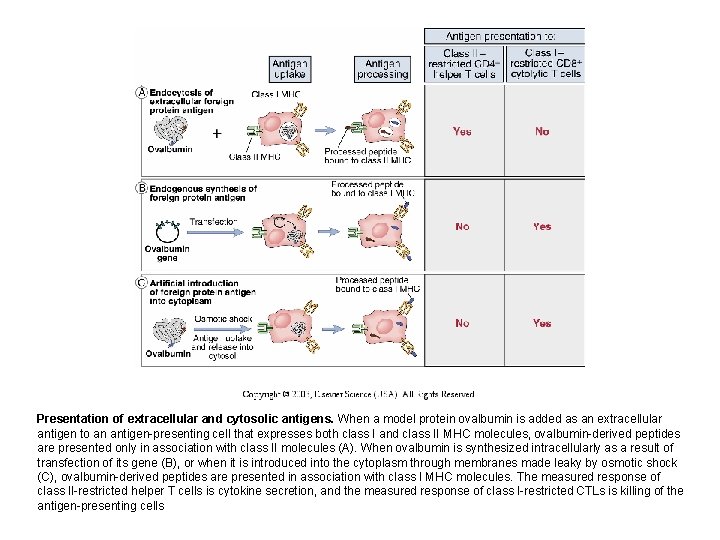 Presentation of extracellular and cytosolic antigens. When a model protein ovalbumin is added as