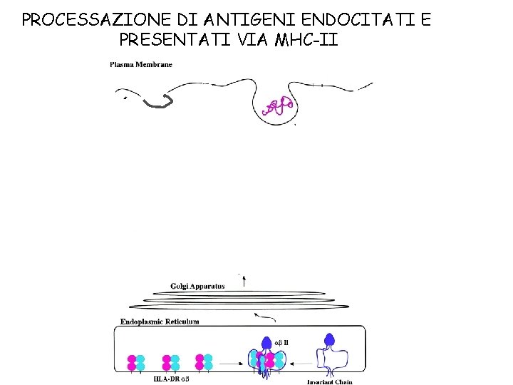 PROCESSAZIONE DI ANTIGENI ENDOCITATI E PRESENTATI VIA MHC-II 