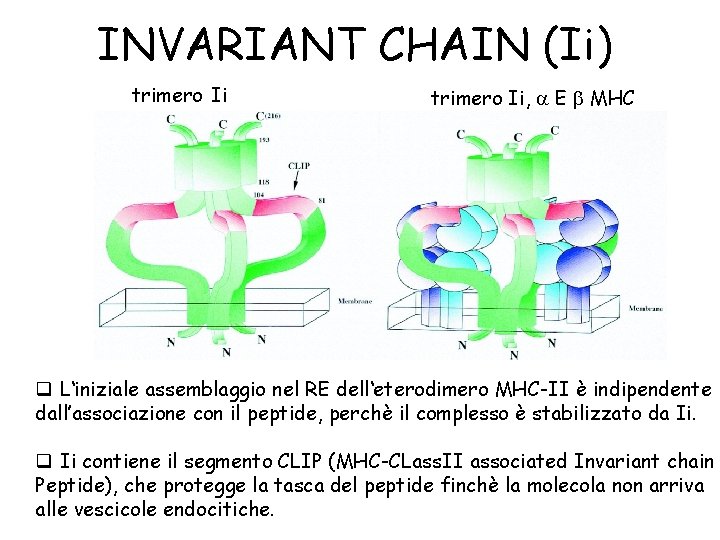 INVARIANT CHAIN (Ii) trimero Ii, E MHC q L‘iniziale assemblaggio nel RE dell‘eterodimero MHC-II
