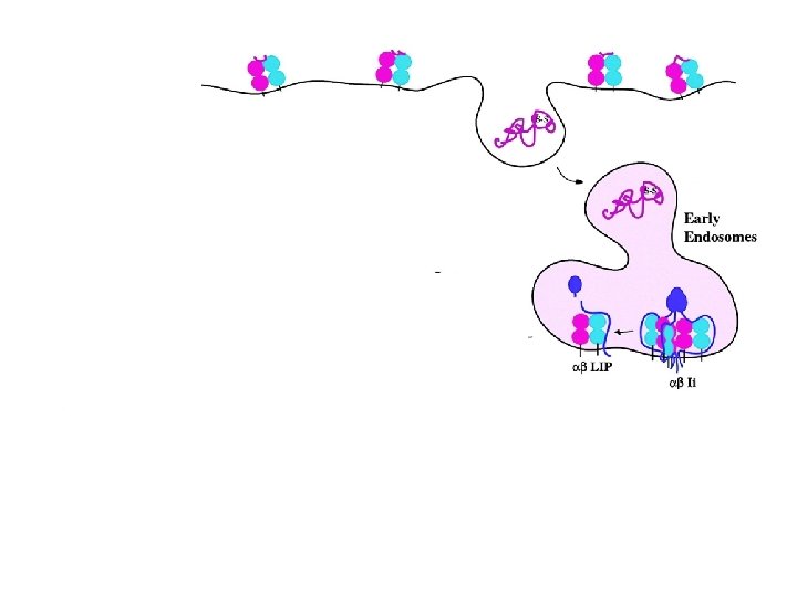 more acidic GILT = IFN- -Inducible Lysosomal Thiol reductase, reduce disulphide bonds Cathepsins digest