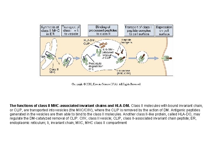 The functions of class II MHC-associated invariant chains and HLA-DM. Class II molecules with