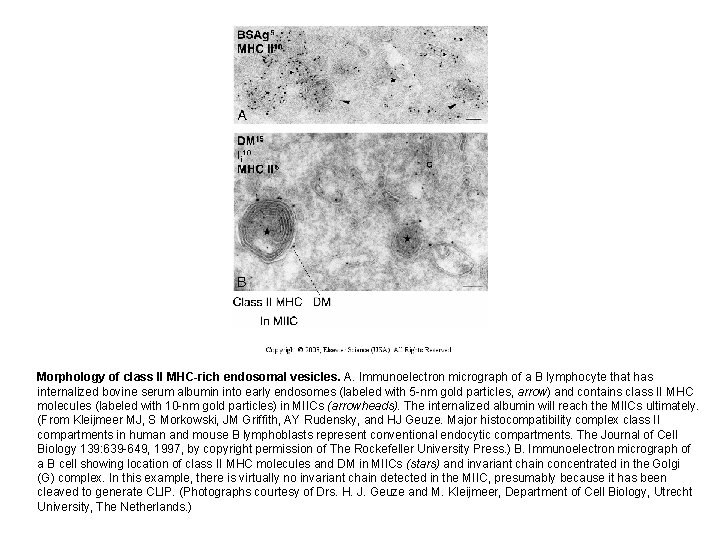 Morphology of class II MHC-rich endosomal vesicles. A. Immunoelectron micrograph of a B lymphocyte