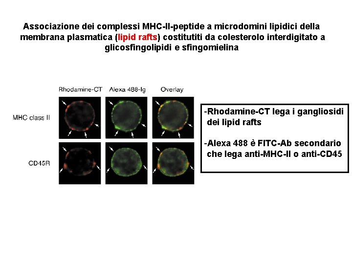 Associazione dei complessi MHC-II-peptide a microdomini lipidici della membrana plasmatica (lipid rafts) costitutiti da