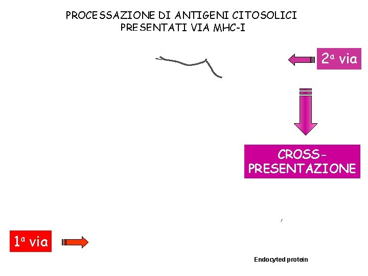 PROCESSAZIONE DI ANTIGENI CITOSOLICI PRESENTATI VIA MHC-I 2 a via CROSSPRESENTAZIONE 1 a via