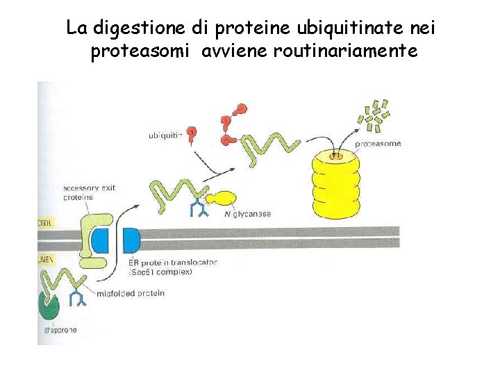 La digestione di proteine ubiquitinate nei proteasomi avviene routinariamente 