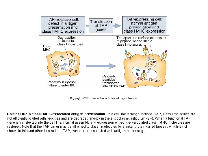 Role of TAP in class I MHC-associated antigen presentation. In a cell line lacking