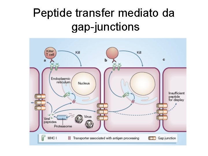 Peptide transfer mediato da gap-junctions 